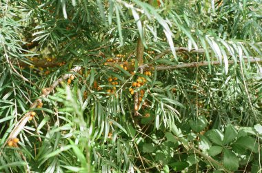 Sea Buckthorn, Evergreen şubesi ve böğürtlen, 35 mm analog film fotoğrafı, Georgia, 