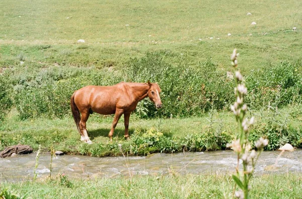 Paard Weide Met Rivier Analoge Filmfoto Van 35Mm Georgia — Stockfoto