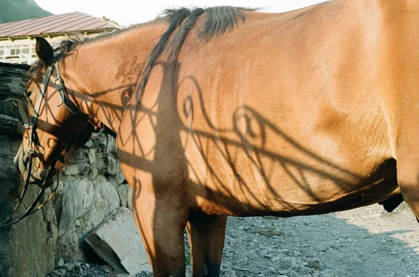 Kaukasus Georgisch Dorp Ushguli Svaneti Paarden 35Mm Analoge Film Foto — Stockfoto