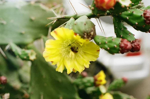 Bunga Kuning Dan Tanaman Kaktus Flora Musim Panas Foto Film — Stok Foto