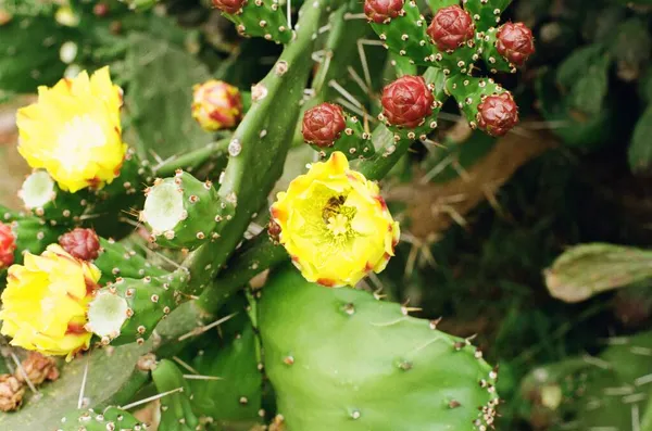Bunga Kuning Dan Tanaman Kaktus Flora Musim Panas Foto Film — Stok Foto