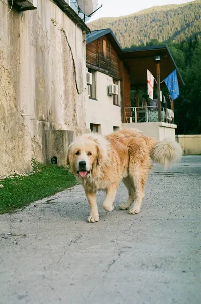 Sokakta Yürüyen Büyük Köpek — Stok fotoğraf