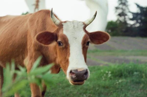 Vache Sur Une Prairie Verte — Photo