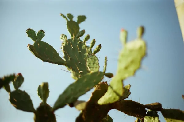 Green Cactus Garden — Stock Photo, Image