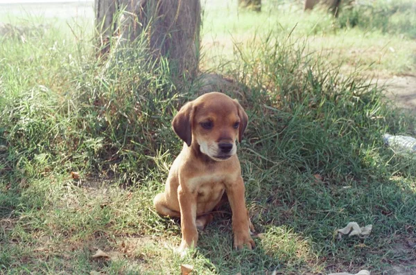 Chiot Mignon Assis Seul Dans Parc — Photo