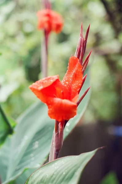 Bunga Merah Yang Indah Taman — Stok Foto