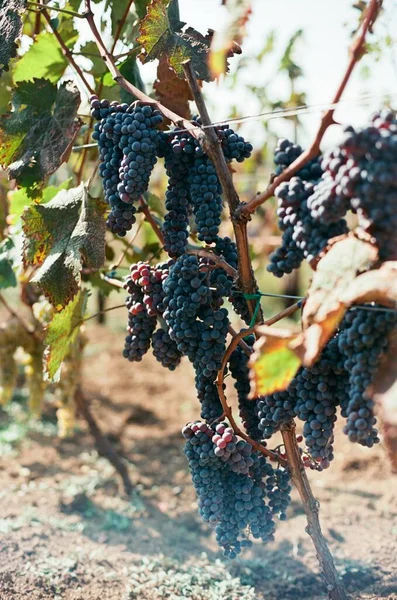 Film Grapes Harvest Georgia — Zdjęcie stockowe