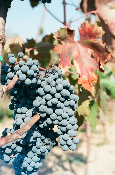 Film Grapes Harvest Georgia — стоковое фото