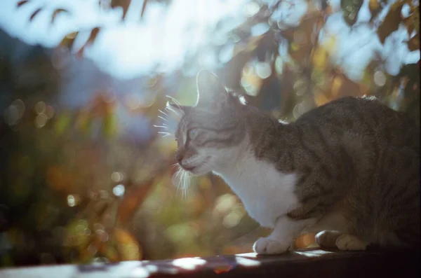 35Mm Filme Gato Contra Fundo Desfocado Com Bokeh Luzes Ensolaradas — Fotografia de Stock