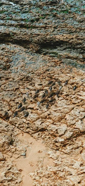 石の表面と小鳥は — ストック写真