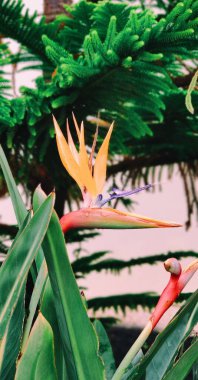 Cennet kuşu çiçeği.