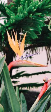 Cennet kuşu çiçeği.