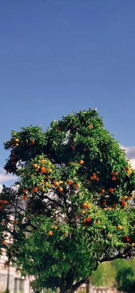 Green Tree Oranges Blue Sky — Stock Photo, Image