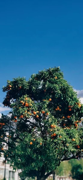 Green Tree Oranges Blue Sky — Stock Photo, Image