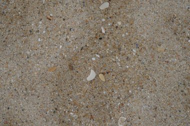 Küçük deniz kabukları olan kumlu sahil. Duvar kağıdı, plaj arka planı.