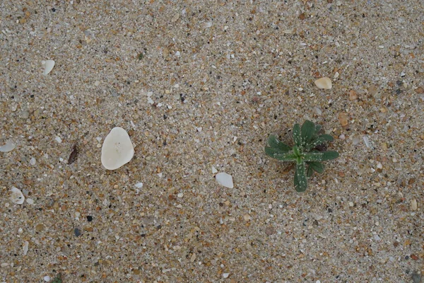 砂浜と小さな貝殻の壁紙ビーチの背景 — ストック写真