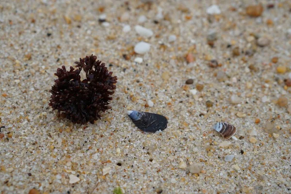 海の雑草 砂のビーチの壁紙のマッセルシェル コピースペースのための茶色の表面のテクスチャの背景 — ストック写真