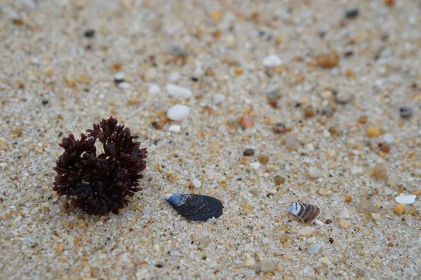 海の雑草 砂のビーチの壁紙のマッセルシェル コピースペースのための茶色の表面のテクスチャの背景 — ストック写真