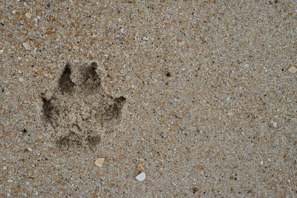 小さな貝殻で砂浜に犬の足のステップ壁紙 ビーチの背景 — ストック写真