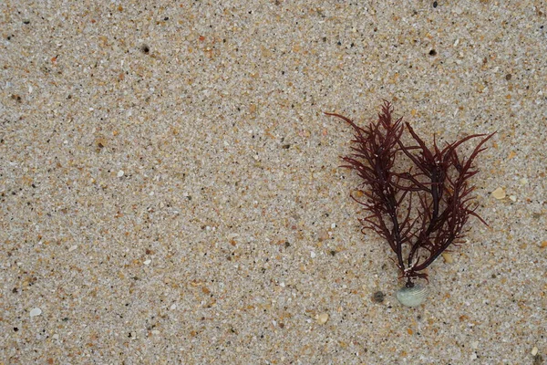 砂のビーチの壁紙の海の雑草とシェル コピースペースのための茶色の表面のテクスチャの背景 — ストック写真