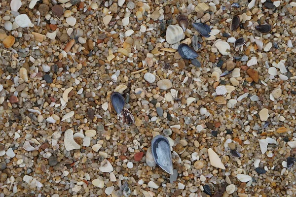 砂浜の壁紙のムール貝の殻 コピースペースのための茶色の表面のテクスチャの背景 — ストック写真