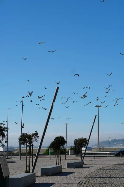 Burung Camar Terbang Atas Kota — Stok Foto
