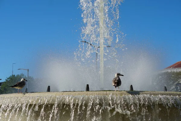 Wasser Spritzt Aus Brunnen Und Möwe — Stockfoto