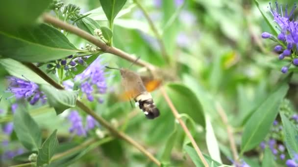 一种大黄蜂昆虫勤勉地从花园里的紫色花朵中采集花蜜 翅膀的快速运动 — 图库视频影像
