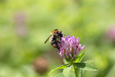 Bir arı, çayırdaki yonca çiçeğinde nektar toplar. Arka plan bulanık. Böcek yakın plan