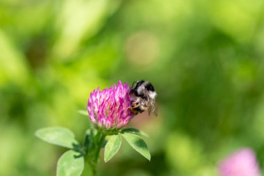 Bir arı, çayırdaki yonca çiçeğinde nektar toplar. Arka plan bulanık. Böcek yakın plan