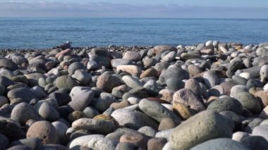 Deniz kıyısında yürüyen bir martı, atılan bir taştan rahatsız olur. Çakıl taşı plajlı deniz burnu
