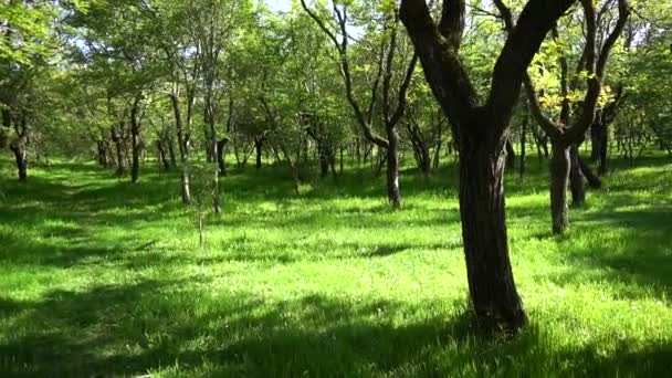 Bel Tempo Nella Foresta Primaverile Fogliame Verde Brillante Sugli Alberi — Video Stock