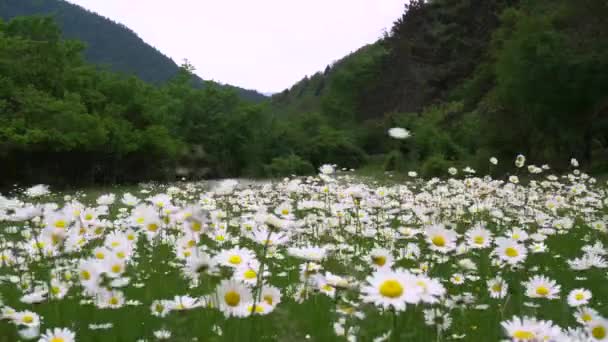 인들은 가벼운 바람으로부터 수있다 배경으로 꽃들이 과산을 배경으로 야생화 — 비디오