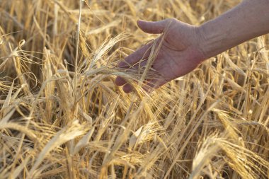 Bir adamın eli sarkan olgun buğday kulaklarına dokunuyor. Tarım alanında gün ışığında hasat