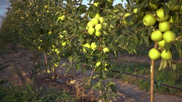 Jabłkowy Sad Dojrzałymi Owocami Automatyczny System Nawadniania Rzędy Drzew Dobre — Wideo stockowe