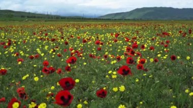 Haşhaş tarlası. Bir dağ sırasının arka planında çiçek açan çayır ve ufuktaki tarlalar.