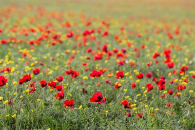 Red poppies in the field. The background is out of focus. Bright flowers