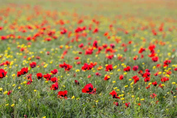 Kırmızı gelincikler tarlada. Arka plan bulanık. Parlak çiçekler.