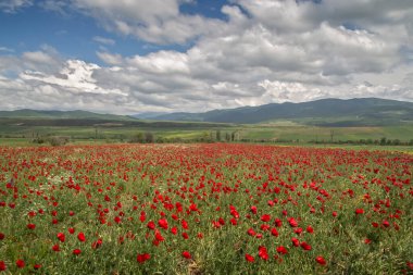 Ufukta dağ sırası olan parlak kırmızı bir haşhaş tarlası. Tüylü beyaz bulutları olan güzel bir gökyüzü. Estetik kırsal turizm