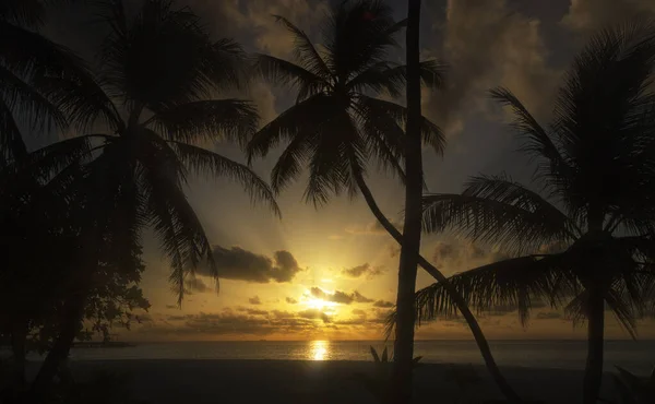 Tropik Bir Adada Gün Batımı Palmiye Ağaçlarının Koyu Gölgeleri Bulutların — Stok fotoğraf