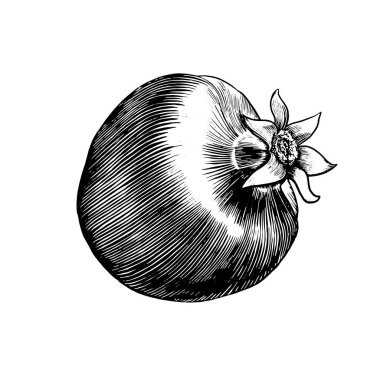 Nar meyveli el, kabartma tarzıyla çizilmiş. Vektör illüstrasyonu beyaz arkaplanda izole edildi