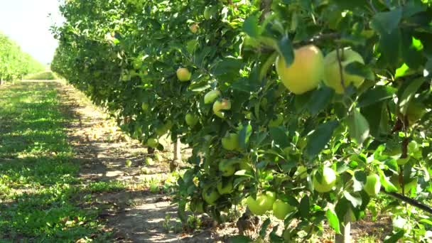 Appelboomgaard Met Rijp Fruit Zonlicht Bomen Grote Appels Zijn Heerlijk — Stockvideo