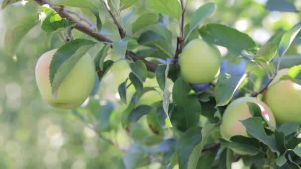 Huerto Manzanas Con Frutas Maduras Luz Del Sol Los Árboles — Vídeo de stock