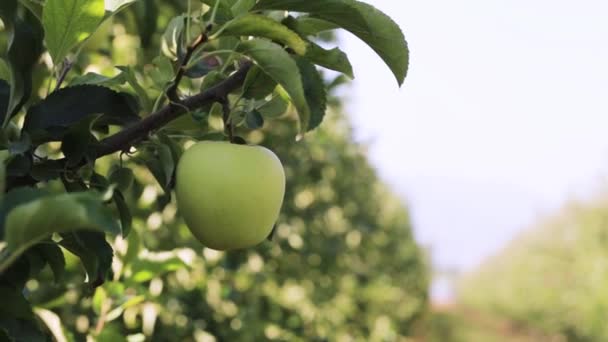 Pomar Maçã Com Frutas Maduras Luz Solar Nas Árvores Maçãs — Vídeo de Stock