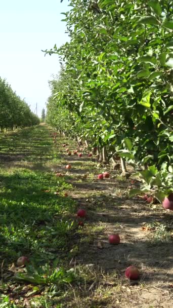 Appelboomgaard Met Rijp Fruit Zonlicht Bomen Grote Appels Zijn Heerlijk — Stockvideo