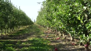 Olgun meyveli elma bahçesi. Ağaçlardaki güneş ışığı, büyük elmalar lezzetli ve sulu, yemeye hazır.