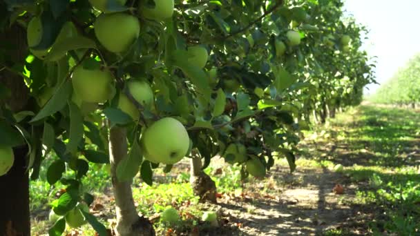 Olgun Meyveli Elma Bahçesi Ağaçlardaki Güneş Işığı Büyük Elmalar Lezzetli — Stok video