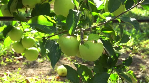 Appelboomgaard Met Rijp Fruit Zonlicht Bomen Grote Appels Zijn Heerlijk — Stockvideo