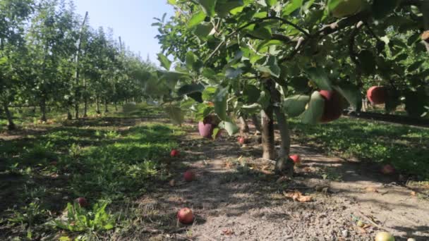 熟した果実を持つリンゴの果樹園 木の上で日光 大きなリンゴはおいしいとジューシーで 食べる準備ができています — ストック動画