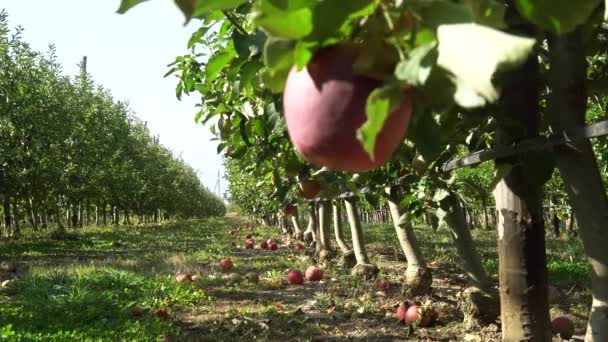 Verger Pommes Aux Fruits Mûrs Lumière Soleil Sur Les Arbres — Video